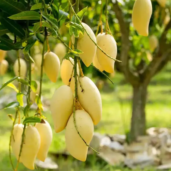 Thai_Nam_Dok_Mai_All_Time_Mango_Grafted_Aam_Fruit_Plants_Tree_1_5_3_Feet
