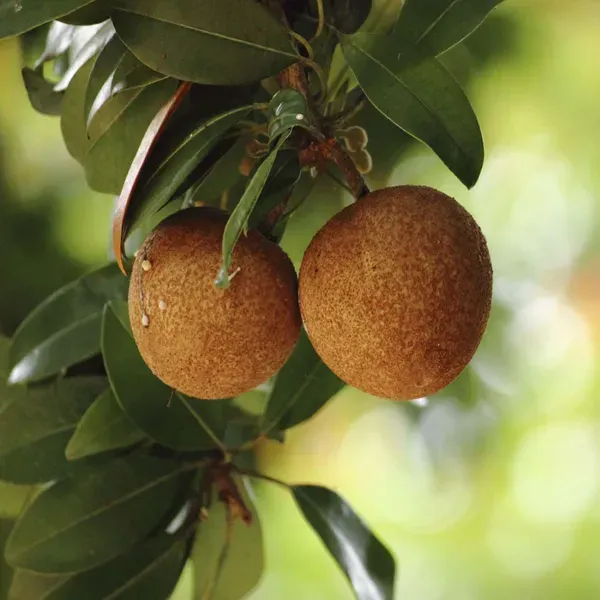 Pala_Chikoo_Sapota_Grafted_Fruit_Plants_Tree_1_5_3_Feet_Size