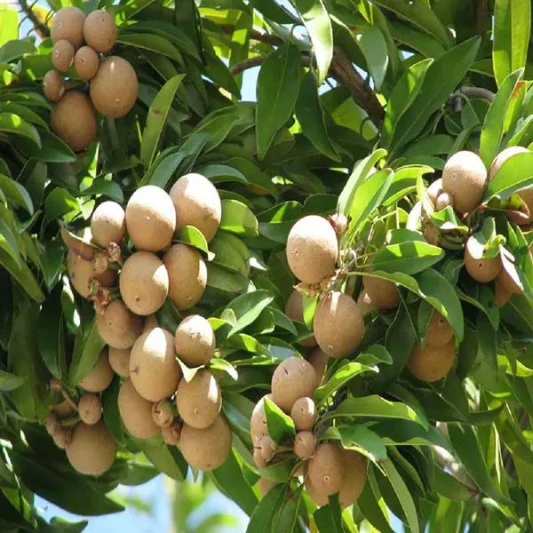 Pala_Chikoo_Sapota_Grafted_Fruit_Plants_Tree_1_5_3_Feet_Size