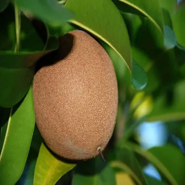 Pala_Chikoo_Sapota_Grafted_Fruit_Plants_Tree_1_5_3_Feet_Size