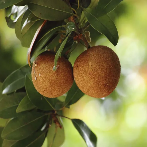 Pala_Chikoo_Sapota_Grafted_Fruit_Plants_Tree_1_5_3_Feet_Size