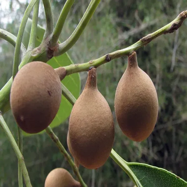 Boira_Bahira_Bibhitaki_Plants_Tree_1_5_3_Feet_Size