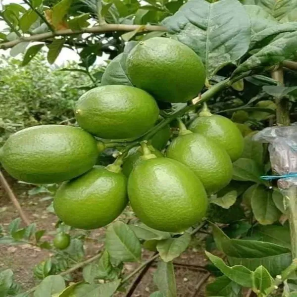 Nimbu_Seedless_All_Time_Lemon_Fruit_Air_Layering_Grafted_Plants_Tree_1