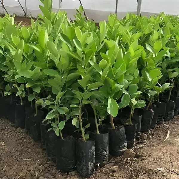 Nimbu_Seedless_All_Time_Lemon_Fruit_Air_Layering_Grafted_Plants_Tree_1