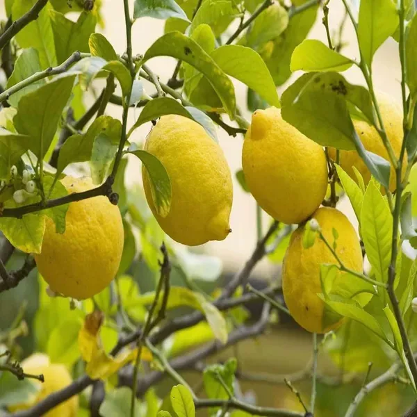 Nimbu_Seedless_All_Time_Lemon_Fruit_Air_Layering_Grafted_Plants_Tree_1