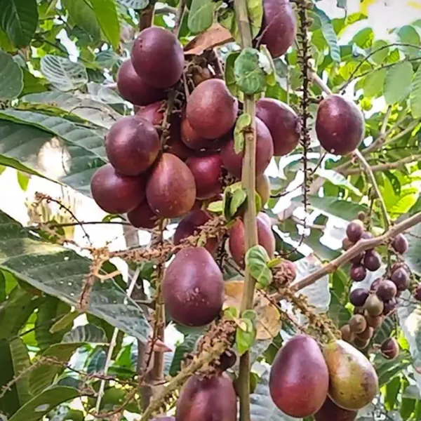 Matoa_Purple_Fruit_Plants_Tree_1_3_Feet_Size