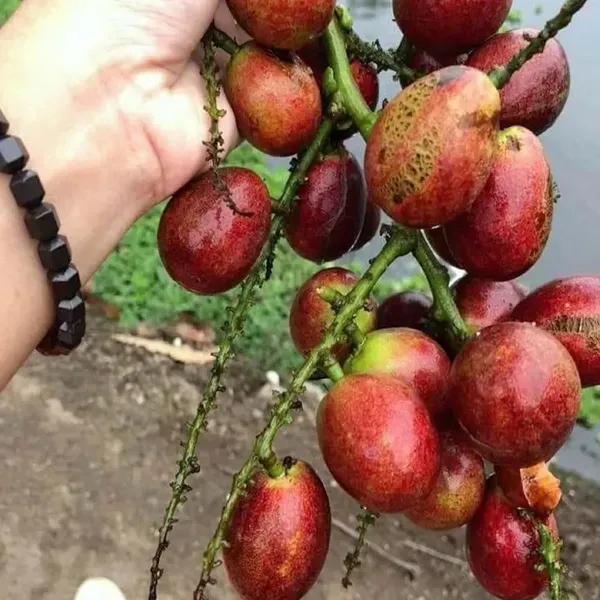 Matoa_Purple_Fruit_Plants_Tree_1_3_Feet_Size