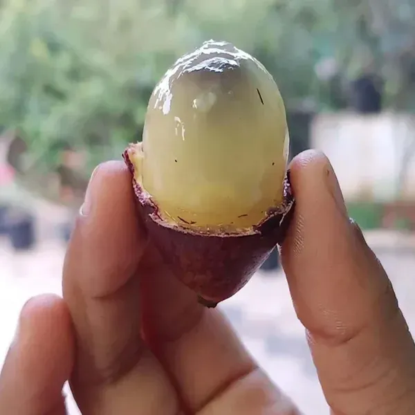 Matoa_Purple_Fruit_Plants_Tree_1_3_Feet_Size
