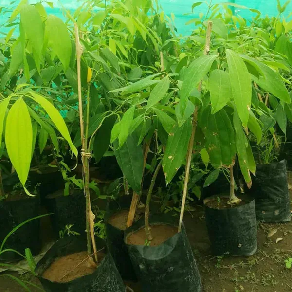 Tej_Patta_Indian_Bay_Leaf_Cinnamomum_Tamala_Patram_Spice_Plants_Tree_1_5