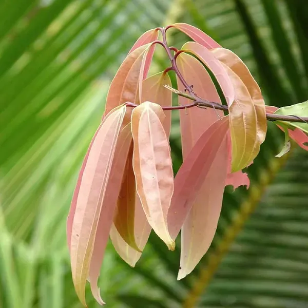 Tej_Patta_Indian_Bay_Leaf_Cinnamomum_Tamala_Patram_Spice_Plants_Tree_1_5
