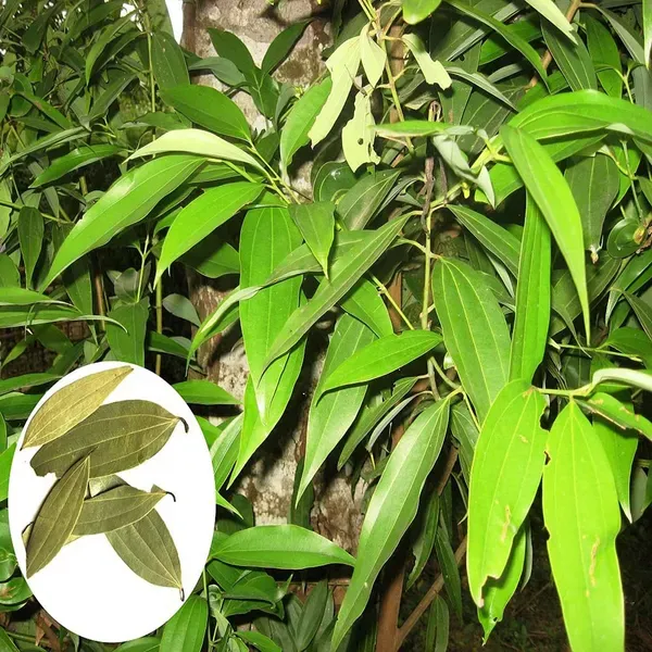 Tej_Patta_Indian_Bay_Leaf_Cinnamomum_Tamala_Patram_Spice_Plants_Tree_1_5