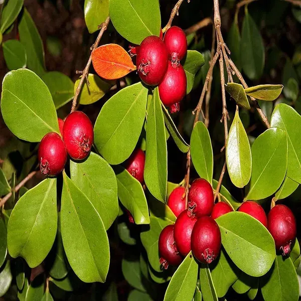 Red_Strawberry_Guava_Amrood_Fruit_Air_Layering_Grafted_Plants_Tree_1_5