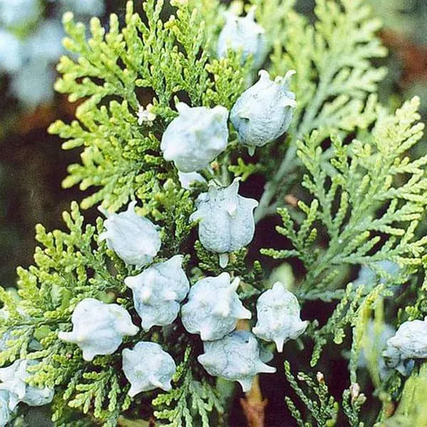Thuja_Orientalis_Morpankhi_Jhau_Ornamental_Plants_Tree_1_5_3_Feet_Size