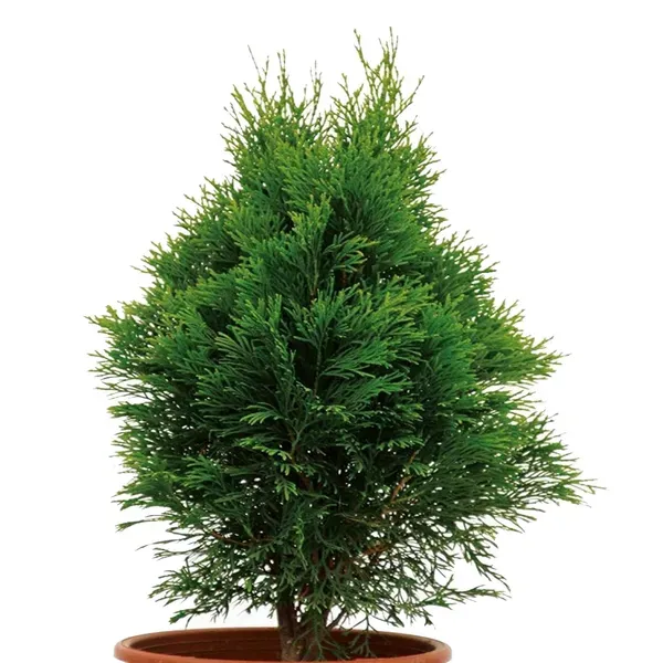 Thuja_Orientalis_Morpankhi_Jhau_Ornamental_Plants_Tree_1_5_3_Feet_Size