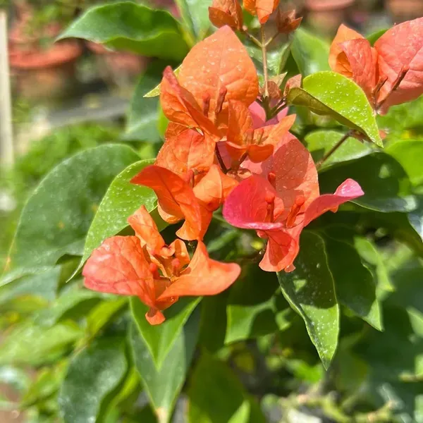 Orange_Colour_Bougainvillea_Kagoj_Ful_Shrubs_Flower_Plants_Tree_1_2_Feet