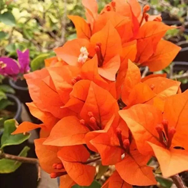 Orange_Colour_Bougainvillea_Kagoj_Ful_Shrubs_Flower_Plants_Tree_1_2_Feet
