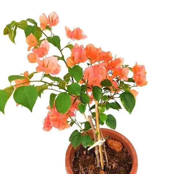 Orange_Colour_Bougainvillea_Kagoj_Ful_Shrubs_Flower_Plants_Tree_1_2_Feet