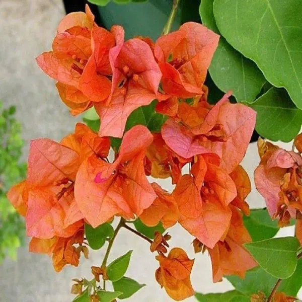 Orange_Colour_Bougainvillea_Kagoj_Ful_Shrubs_Flower_Plants_Tree_1_2_Feet