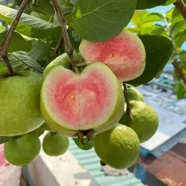 Madhuri_Guava_Amrood_Fruit_Air_Layering_Grafted_Plants_Tree_1_5_3_Feet