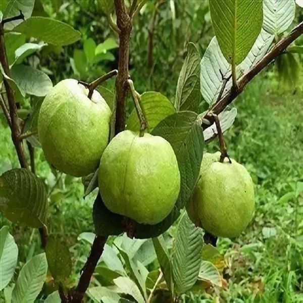 Madhuri_Guava_Amrood_Fruit_Air_Layering_Grafted_Plants_Tree_1_5_3_Feet