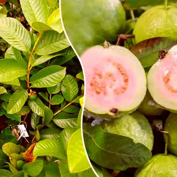 Madhuri_Guava_Amrood_Fruit_Air_Layering_Grafted_Plants_Tree_1_5_3_Feet