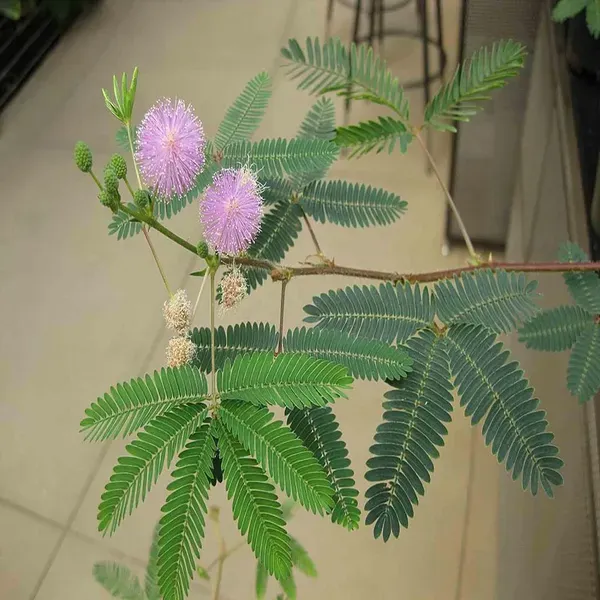 Lajjabati_Sensitive_Shameplant_Plants_Tree_1_5_3_Feet_Size
