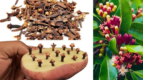 Lavanga_Clove_Spice_Plants_1_3_Feet_Size