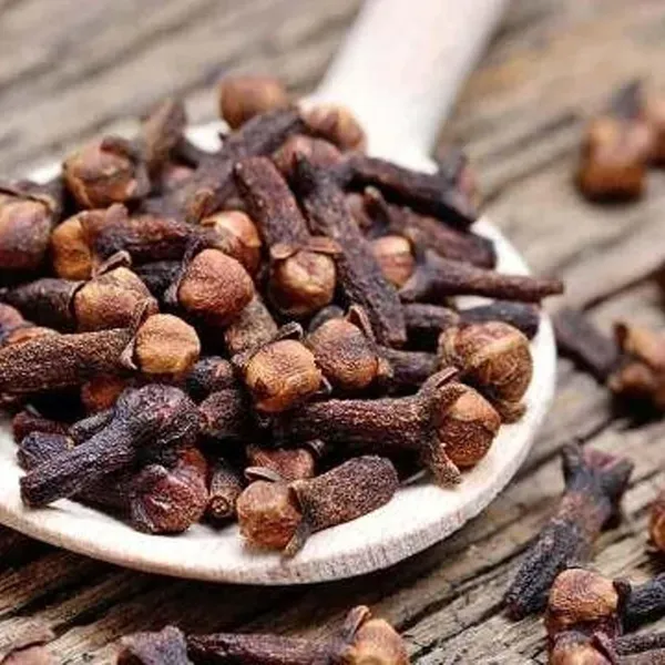 Lavanga_Clove_Spice_Plants_1_3_Feet_Size