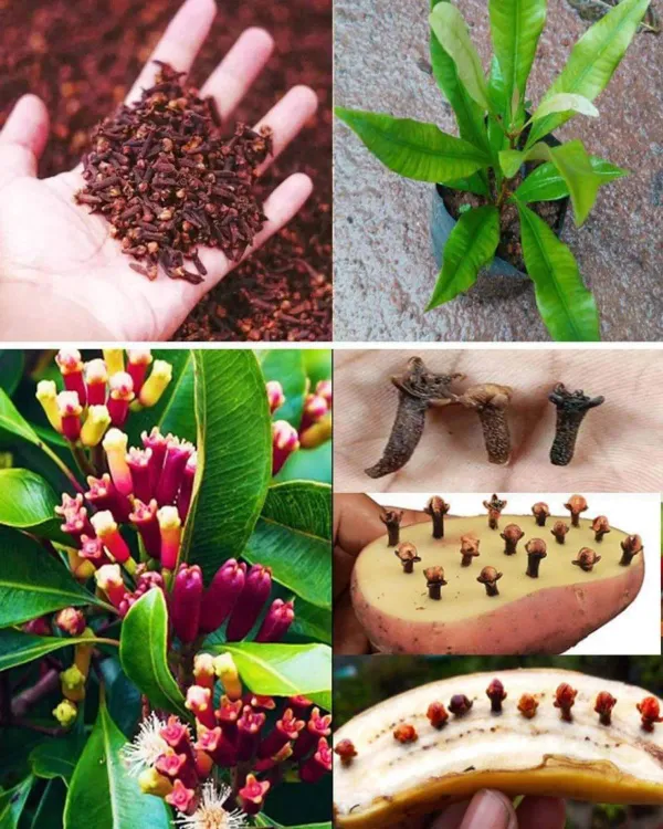 Lavanga_Clove_Spice_Plants_1_3_Feet_Size
