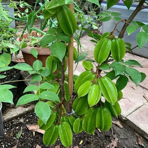 Thai_Sweet_Carambola_Amrak_Grafted_Fruit_Plants_Tree_1_5_3_Feet_Size