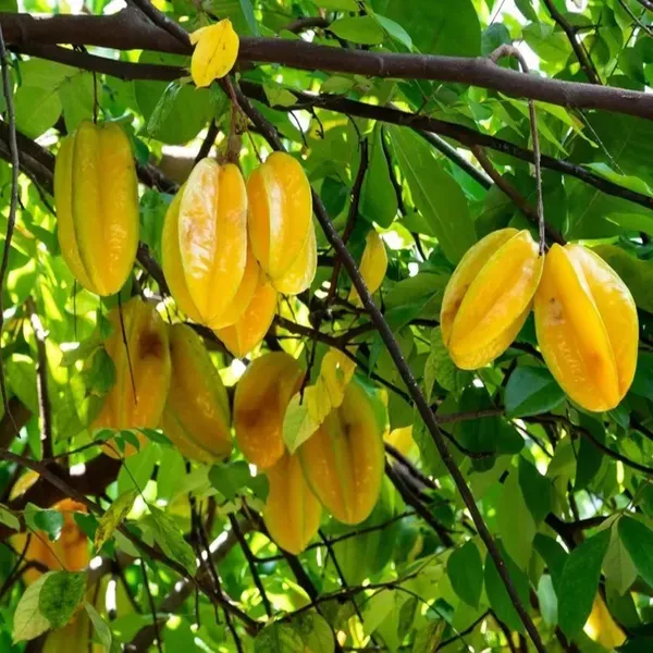 Thai_Sweet_Carambola_Amrak_Grafted_Fruit_Plants_Tree_1_5_3_Feet_Size