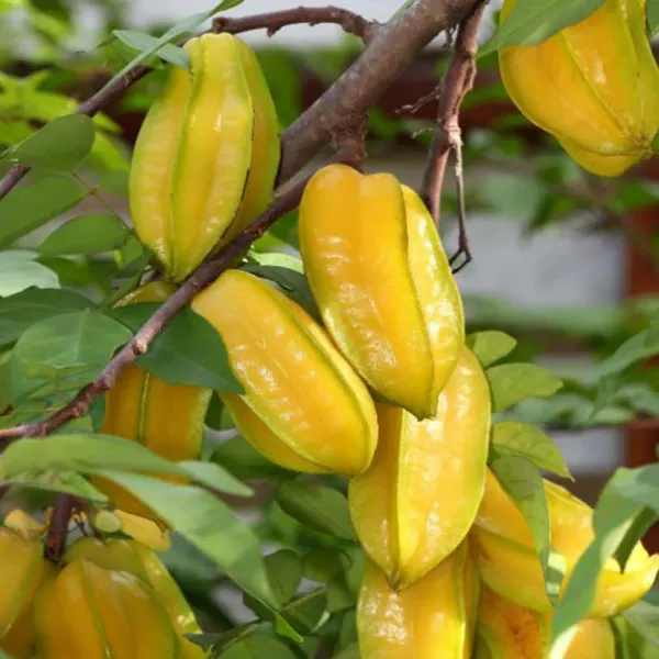 Thai_Sweet_Carambola_Amrak_Grafted_Fruit_Plants_Tree_1_5_3_Feet_Size