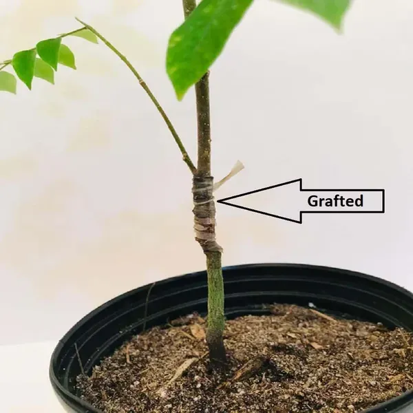 Thai_Sweet_Carambola_Amrak_Grafted_Fruit_Plants_Tree_1_5_3_Feet_Size