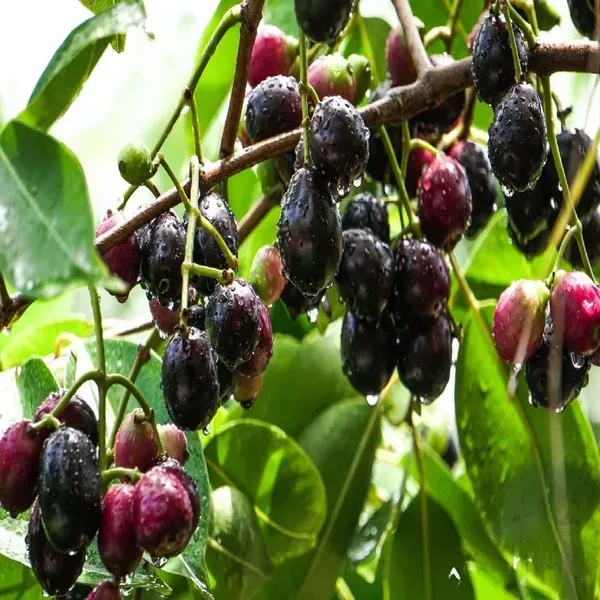 Thai_Black_Jamun_Jambolan_Grafted_Jam_Fruit_Plants_Tree_1_5_3_Feet_Size