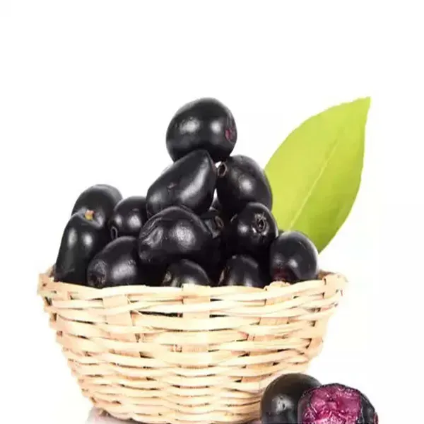 Thai_Black_Jamun_Jambolan_Grafted_Jam_Fruit_Plants_Tree_1_5_3_Feet_Size