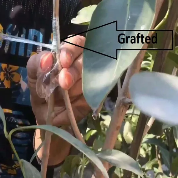 Thai_Black_Jamun_Jambolan_Grafted_Jam_Fruit_Plants_Tree_1_5_3_Feet_Size