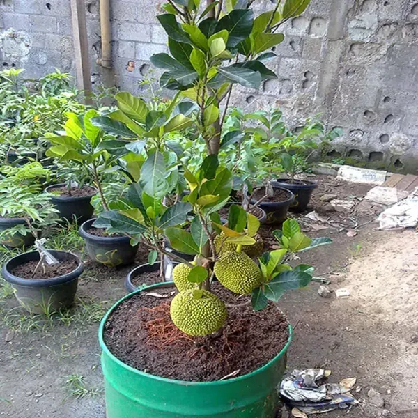 Red_Sindoor_Siddu_Jackfruit_Varikka_Katahal_Panasa_Chakka_Grafted_Fruit_Pla