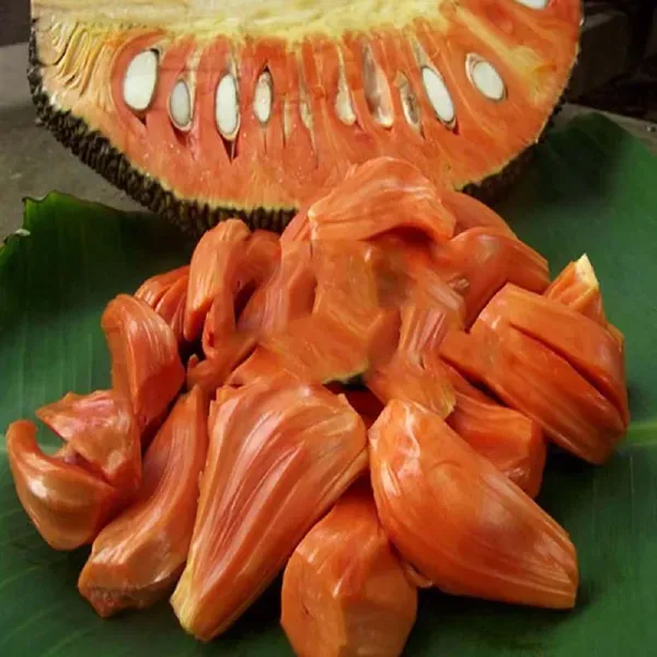 Red_Sindoor_Siddu_Jackfruit_Varikka_Katahal_Panasa_Chakka_Grafted_Fruit_Pla