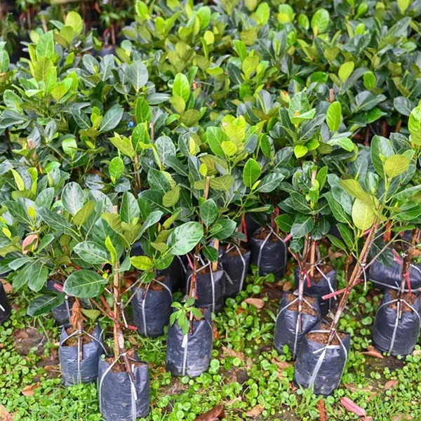 Red_Sindoor_Siddu_Jackfruit_Varikka_Katahal_Panasa_Chakka_Grafted_Fruit_Pla