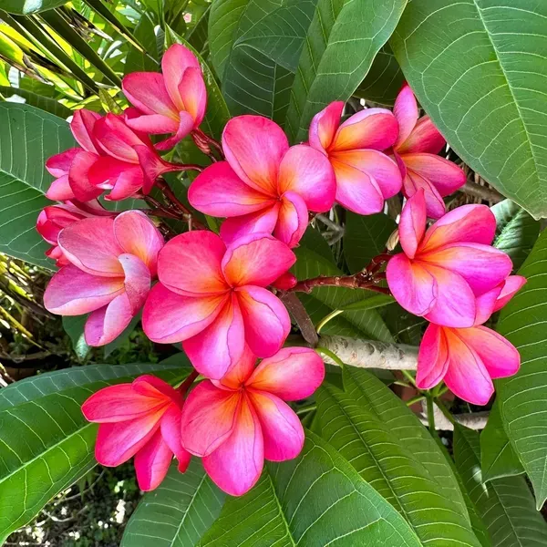 Pink_Colour_Kat_Chapa_Champa_Plumeria_Flower_Plants_Tree_1_2_Feet_Size