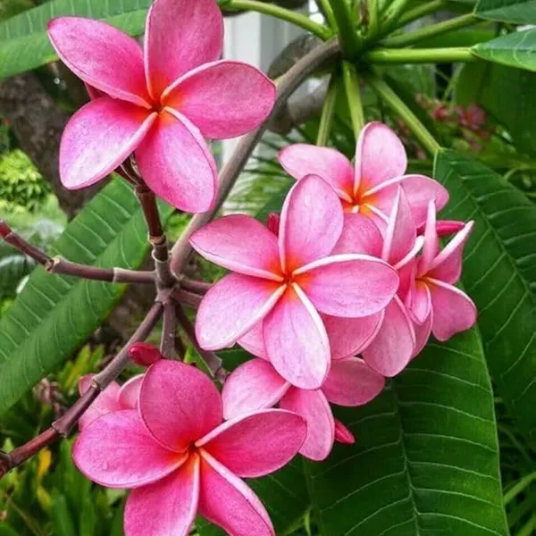 Pink_Colour_Kat_Chapa_Champa_Plumeria_Flower_Plants_Tree_1_2_Feet_Size