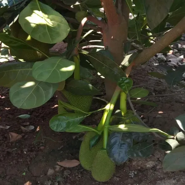Vietnam_Super_Early_1_Year_Fruiting_Jackfruit_Varikka_Katahal_Panasa_Chakka