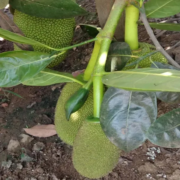 Vietnam_Super_Early_1_Year_Fruiting_Jackfruit_Varikka_Katahal_Panasa_Chakka