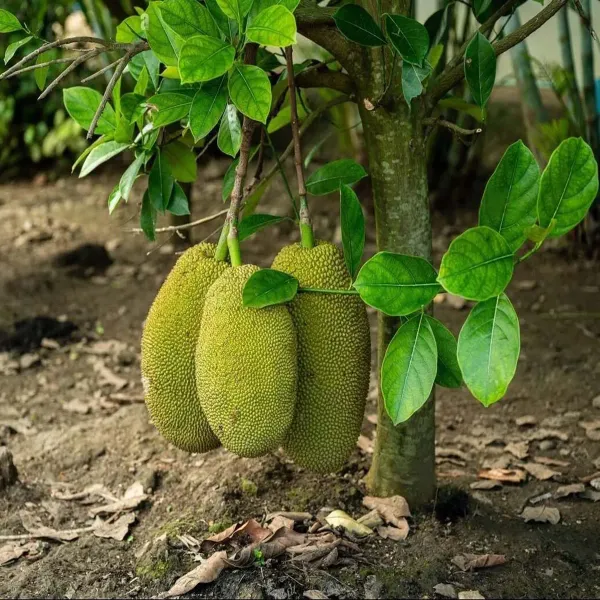Vietnam_Super_Early_1_Year_Fruiting_Jackfruit_Varikka_Katahal_Panasa_Chakka