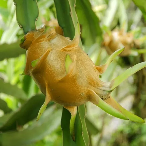 Hawaiian_Orange_Dragon_Fruit_Cutting_Grafted_Plants_Tree_1_2_Feet_Size