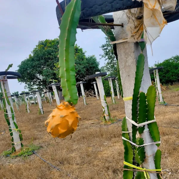 Hawaiian_Orange_Dragon_Fruit_Cutting_Grafted_Plants_Tree_1_2_Feet_Size