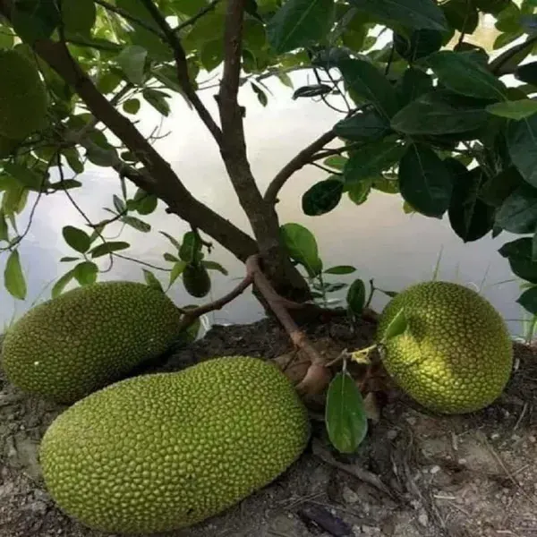 Giant_Jackfruit_Varikka_Katahal_Panasa_Chakka_Grafted_Fruit_Plants_Tree_1