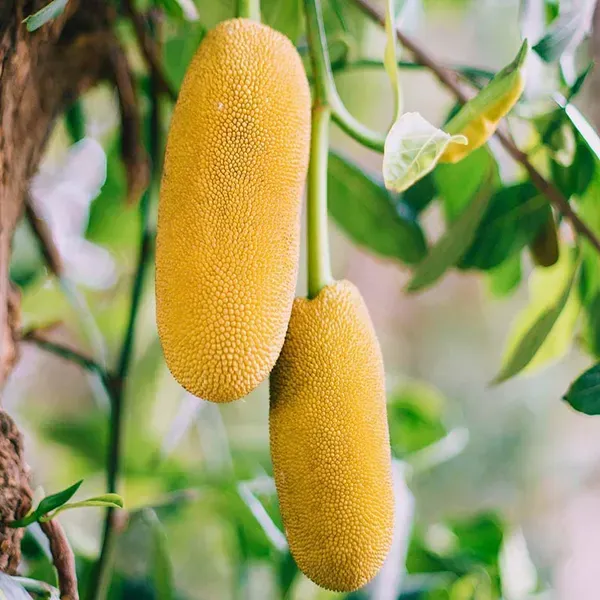 Giant_Jackfruit_Varikka_Katahal_Panasa_Chakka_Grafted_Fruit_Plants_Tree_1