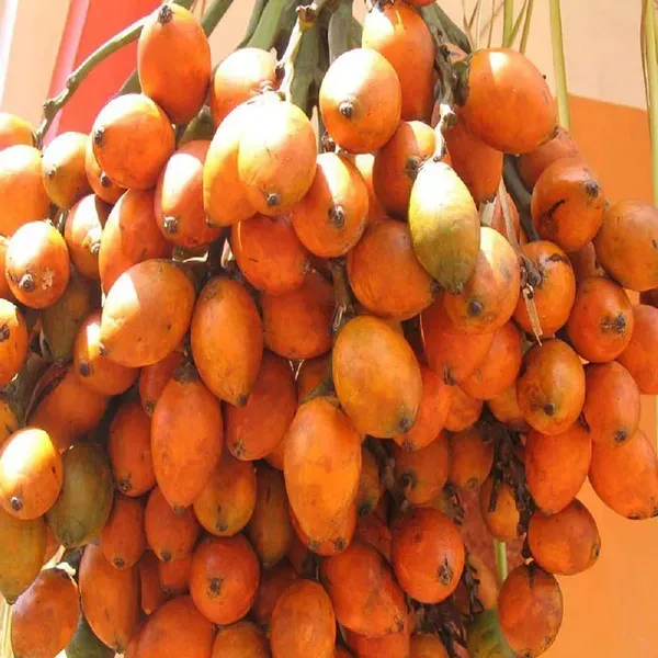 Vtlah_2_Vittal_Hybrid_2_Arecanut_Betel_Nut_Hybrid_Dwarf_Plants_Tree_1_5