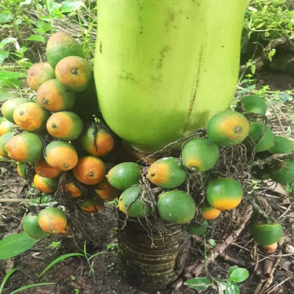 Vtlah_2_Vittal_Hybrid_2_Arecanut_Betel_Nut_Hybrid_Dwarf_Plants_Tree_1_5